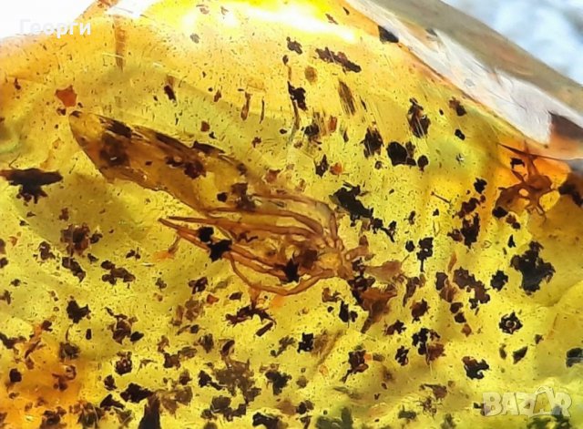 Уникален кристален Балтийски кехлибар с множество включвания и паяк