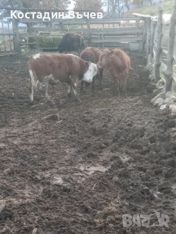 Продавам телета, снимка 2 - Крави - 52860750