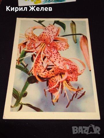 Три стари картички от соца много красиви за КОЛЕКЦИОНЕРИ 41667, снимка 6 - Колекции - 43113257