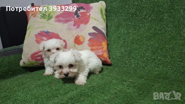 малтийска болонка мини болонки , снимка 3 - Болонка - 53410962