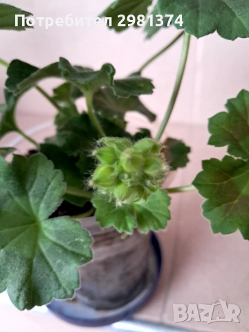 Мушкато- Астрид, снимка 2 - Стайни растения - 53450550