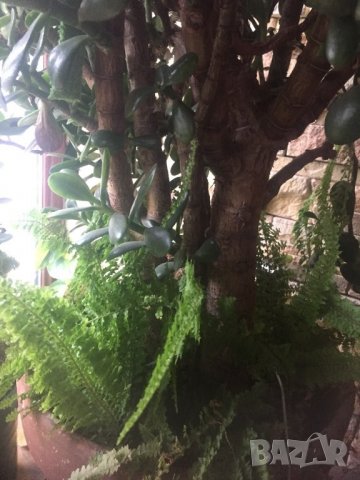 Дьрвото на живота , снимка 2 - Стайни растения - 26841668