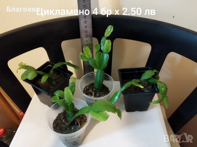 Мини Коледниче цикламено - стар сорт