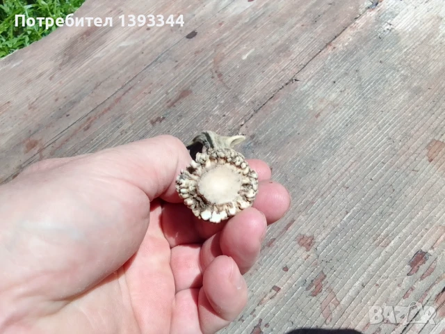 Рог от сръндак, снимка 3 - Декорация за дома - 50444888