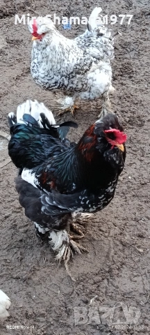 Свободни петли , снимка 4 - Кокошки и пуйки - 53489682