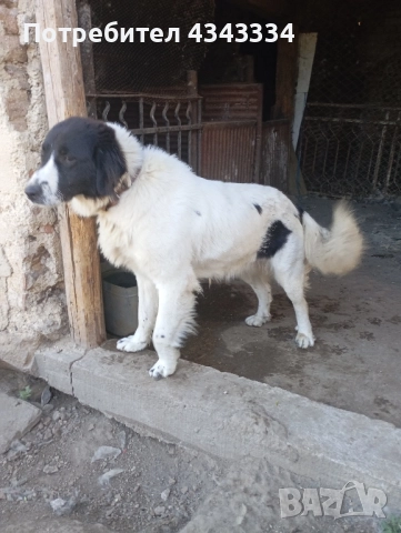 Българско овчарско куче, снимка 3 - Каракачанска овчарка - 51812904