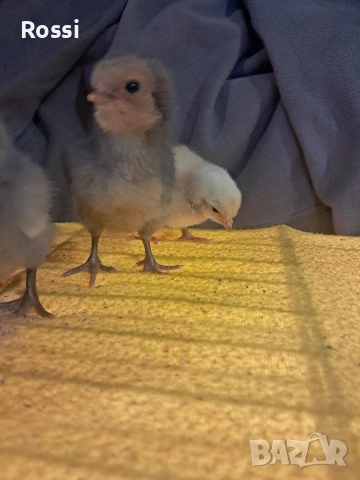 Дворни пиленца и от сини яйца, снимка 17 - Кокошки и пуйки - 53276186