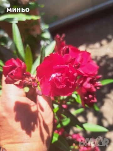 продавам олеандър - зокум, снимка 3 - Стайни растения - 30747162