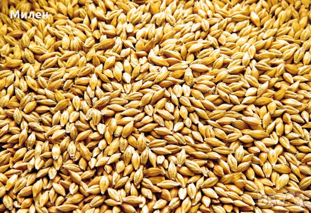 продавам зърно (пшеница,царевица,ечемик и слънчоглед), снимка 2 - За селскостопански - 28388881