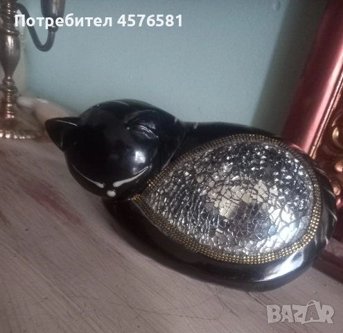 Рядко срещана декоративна котка