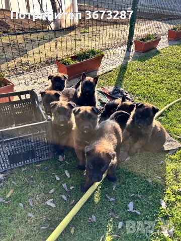 Белгийска овчарка Малинова, снимка 2 - Белгийска овчарка - 52821847