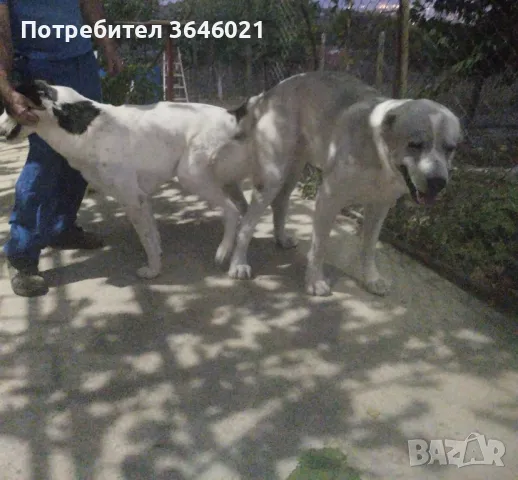 Сао Алабай за разплод., снимка 9 - Средноазиатска овчарка - 44307762