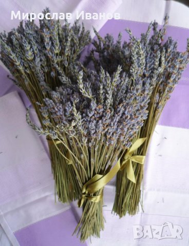 сухо сноп4е ароматна лавандула , снимка 1