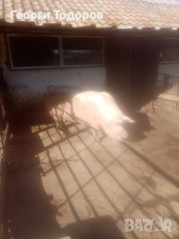 Майка за клане