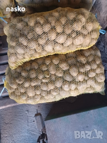 картофи семена сорт агрия.