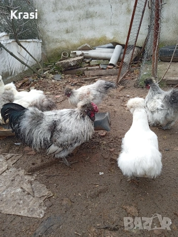 Петлета копринка, снимка 6 - Кокошки и пуйки - 53160112