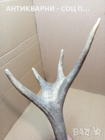 Стар Единичен Еленски Рог Рога Тегло 1.350кг. НОМЕР 707., снимка 9 - Антикварни и старинни предмети - 53500297