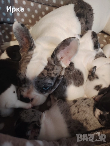 Френски булдогчета, снимка 13 - Френски булдог - 52464363