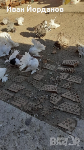 Гълъби Индийски Фенерлий, снимка 7 - Гълъби - 52275334