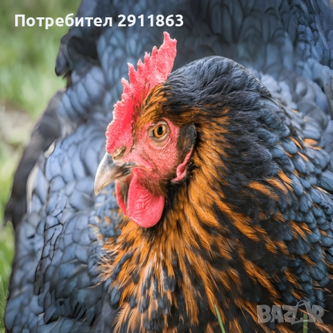 Снасящи кокошки Супер Харко на седим месеца , снимка 2 - Кокошки и пуйки - 52974924