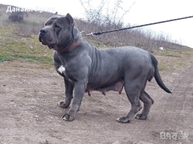 Подарявам женски питбул, снимка 1