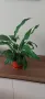 Сансевиери различни и спатифилум , снимка 7