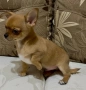 Уникално Мъжко Чихуахуа Шоколадов фаун, снимка 4