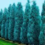 100 бр. семена кипарис синя елха бор сини иглолистни кипарисови дървета бонсай екзотични за градина , снимка 3