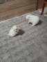 Mini Pomeran, снимка 11