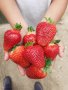продавам расад ягоди и малини, снимка 11