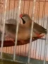 продавам амадини , снимка 9