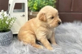 Голдън ретривър игриво момче родословен баща, снимка 3