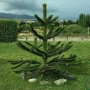 Араукария, Чилийски бор -Araucaria araucana, снимка 1
