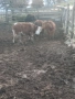 Продавам телета, снимка 2