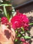 продавам олеандър - зокум, снимка 3