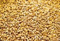 продавам зърно (пшеница,царевица,ечемик и слънчоглед), снимка 2