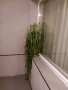 Нулина палма цвете, снимка 1 - Стайни растения - 38248068