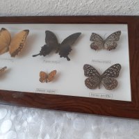  Пано с истински пеперуди в рамка 47х23 см, снимка 5 - Пана - 34871203