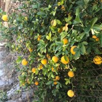 Портокал трилистен,Poncirus trifoliata, семена и растения, снимка 5 - Градински цветя и растения - 27077029