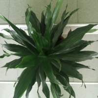 Зелено цвете в саксия, снимка 2 - Стайни растения - 33260801