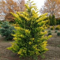 Кипарис Лейланди Златен ездач,Cupressocyparis leylandii “Gold Rider”, снимка 7 - Градински цветя и растения - 42764926