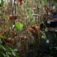 Разсад и семена от  домат  - Чероки пърпъл, снимка 5 - Сортови семена и луковици - 11527954
