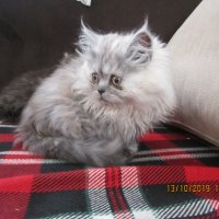 Персийски котенца , малки пухове, снимка 2 - Персийска - 26750451