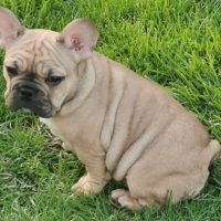 френски булдог /French Bulldog, снимка 5 - Френски булдог - 44400276