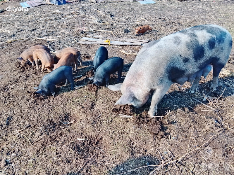 Продавам малки прасенца, снимка 1