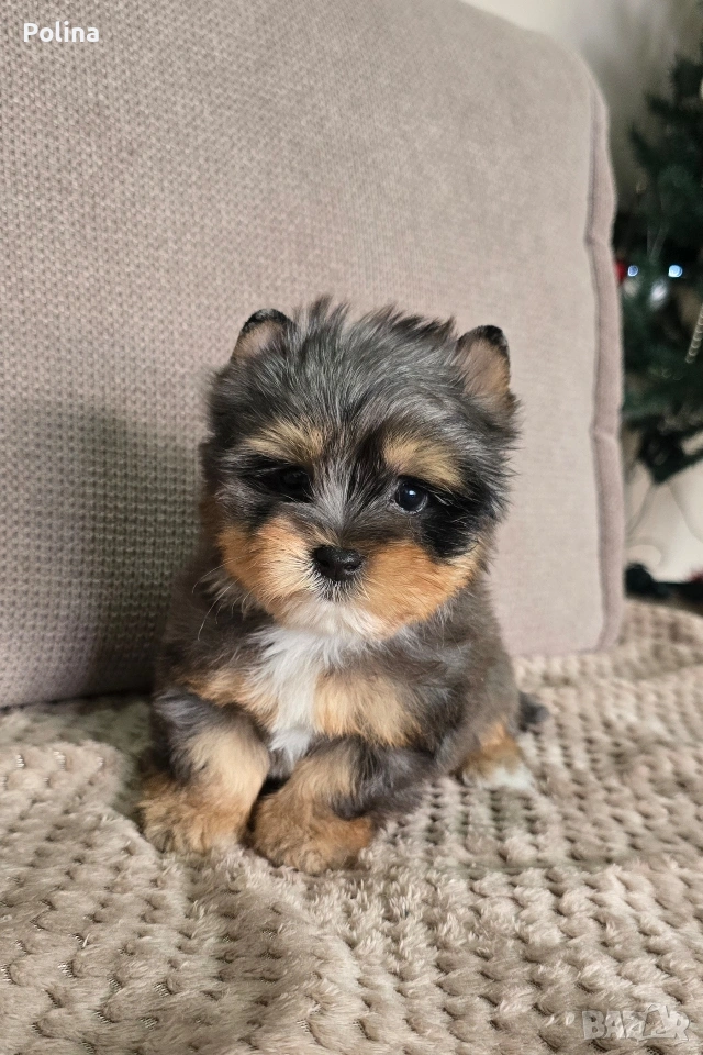 Момче Блумерле , снимка 1