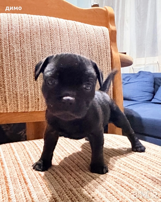 Английски стафордширски бултериер, снимка 1