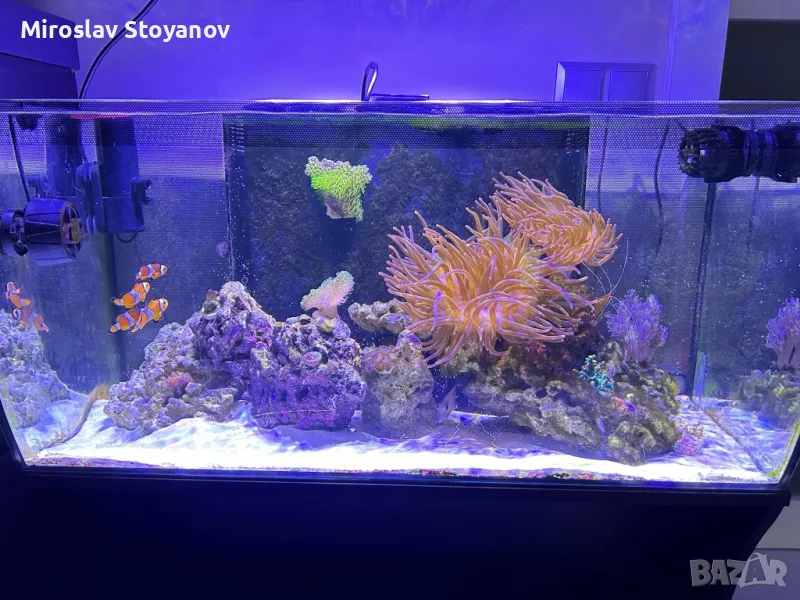 Соленоводен аквариум Fluval flex 123, снимка 1