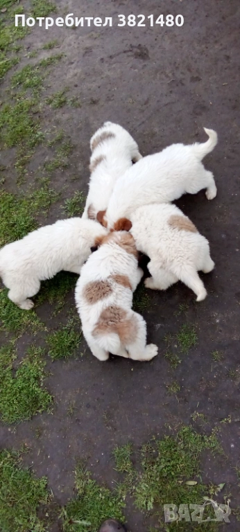 Каракачански кученца , снимка 1