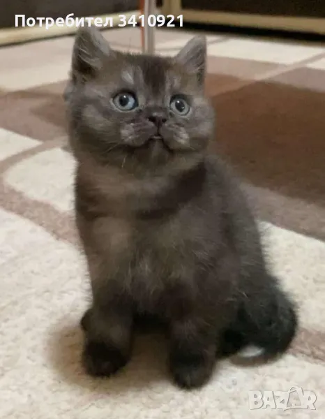 британско късокосместо момче , снимка 1